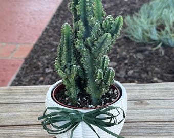 Fairy Castle Cactus Plant in ceramic pot gift plant