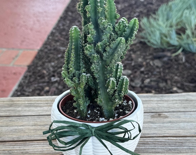Fairy Castle Christmas in ceramic pot gift plant