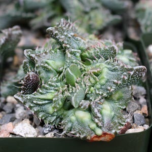 Faucaria Hybrid Sato Succulent Plant