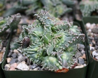 Faucaria Hybrid Sato Succulent Plant
