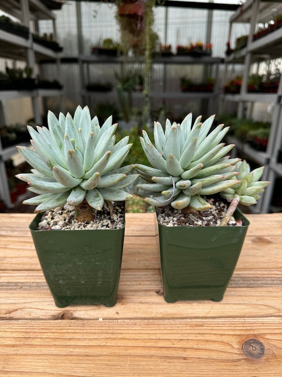 vine succulent Creeping Inch Plant