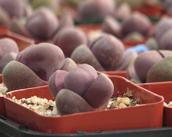 Pleiospilos Royal Flush Succulent Plant