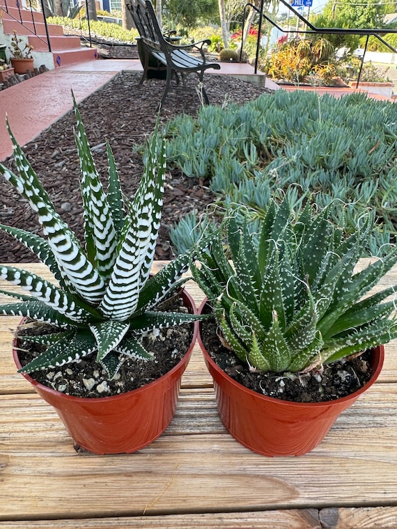 Duo Haworthia Zebra- Aloe Aristata Succulent Plants - Etsy