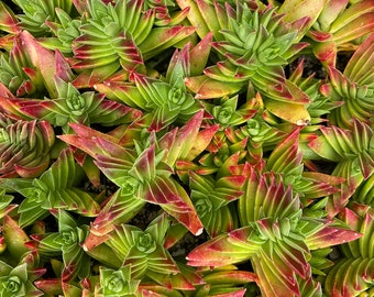 Crassula Coccinea Succulent Plant