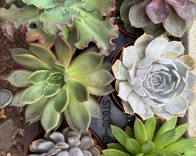 Six Pack Succulent Rosette Plants Oversized