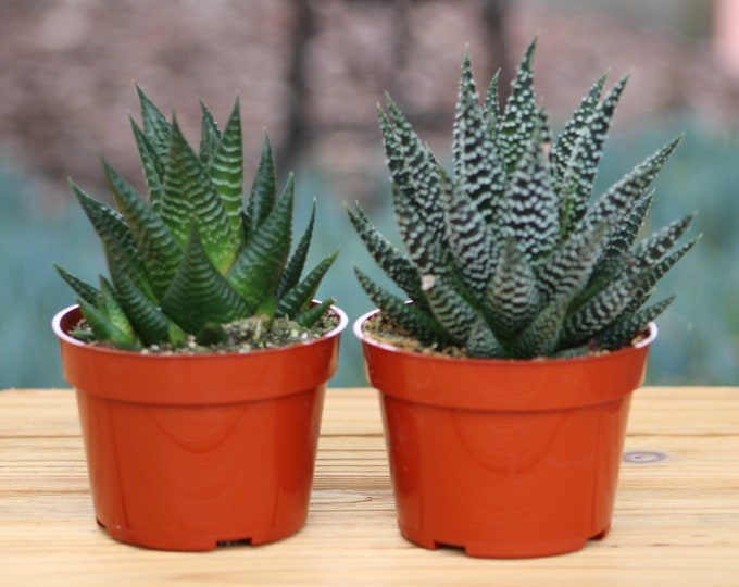 Haworthia Hybrid Set Two Succulent Plant