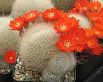 Rebutia Albiposa Cactus Plant
