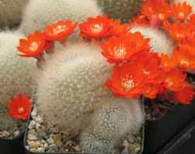 Rebutia Albiposa Cactus Plant