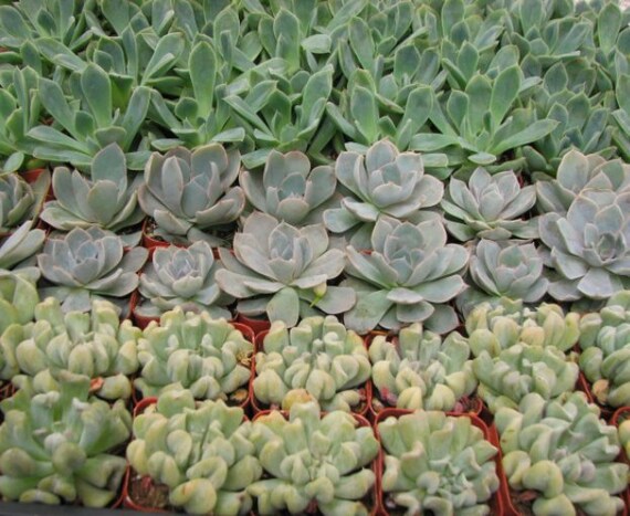 10 Live Echeveria Succulent Rosettes, Mini Potted Plants - Etsy