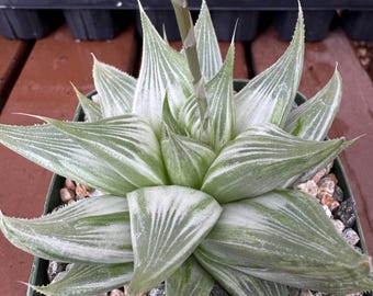 Haworthia White Ghost  Succulent Plant