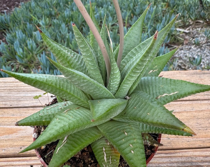 Haworthia Limifolia Suculent  Plant