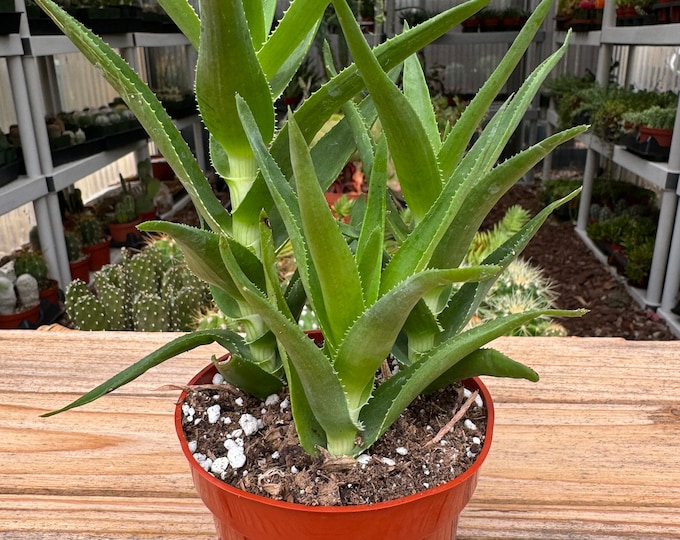 Aloe Ciliaris  Succulent Plant