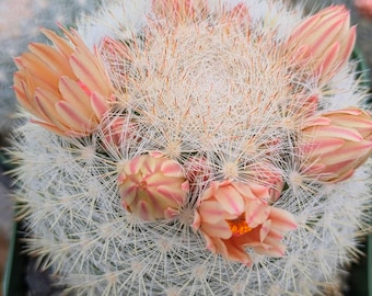 Mammilloydia Candida Snowball Cactus not flowering yet