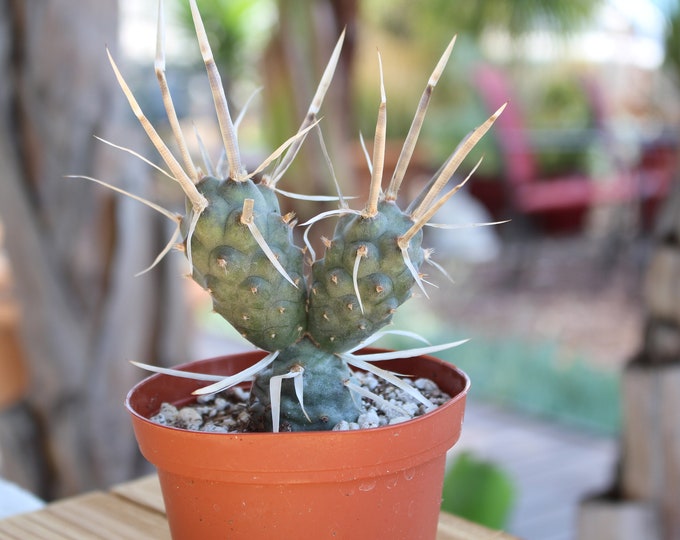 Opuntia Diademanta Cactus Plant, thephorocactus