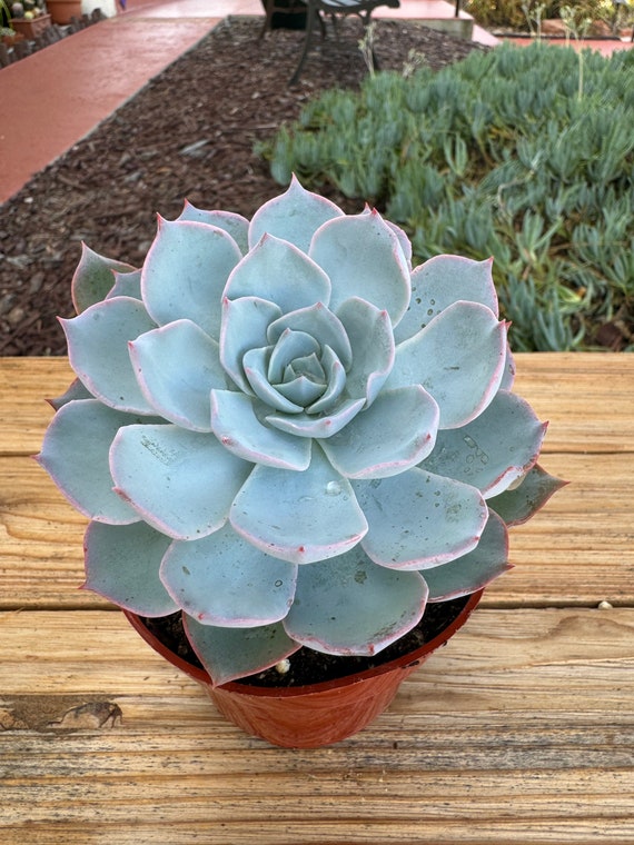 Echeveria 'Blue Mist' Succulent Plant - Live Succulent From Succulents Depot 2 thumbnail image