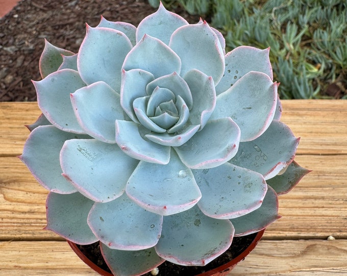 Echeveria Blue Blush Succulent Plant