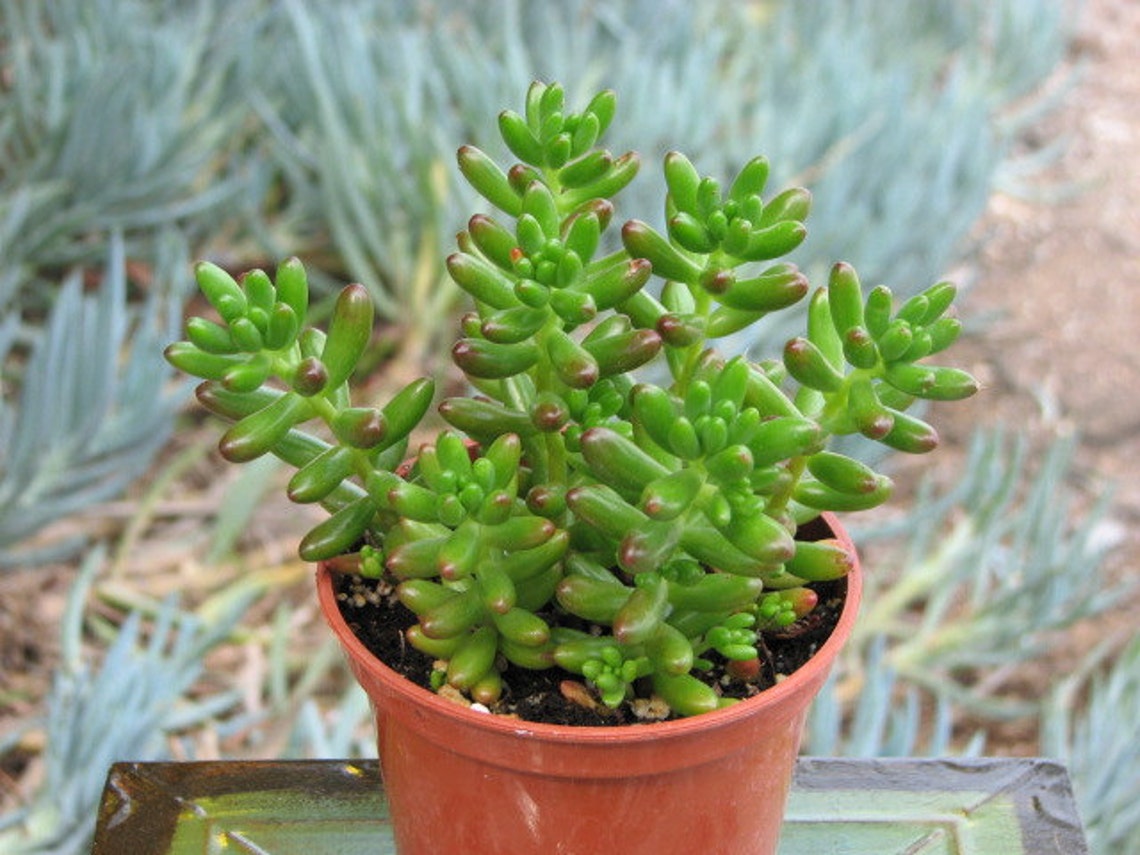 Sedum Pork and Beans Succulent Plant Etsy