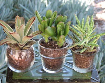 5 Succulents potted  plants in 2 inch glass containers, succulent mini plants, gift plants