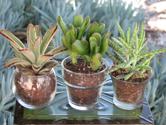 Mini Succulent Potted Plants in 2 Inch Glass Containers, Gift Plants - Etsy
