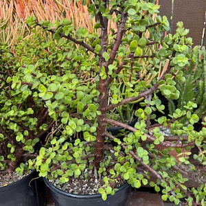 Portulacaria Plant Succulent Landscape Plant large Free Shipping