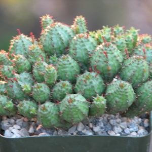 Euphorbia Monstrose New Crop Succulent Plant