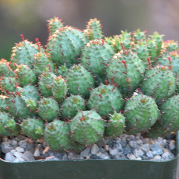 Euphorbia Monstrose Planta suculenta de nueva cosecha