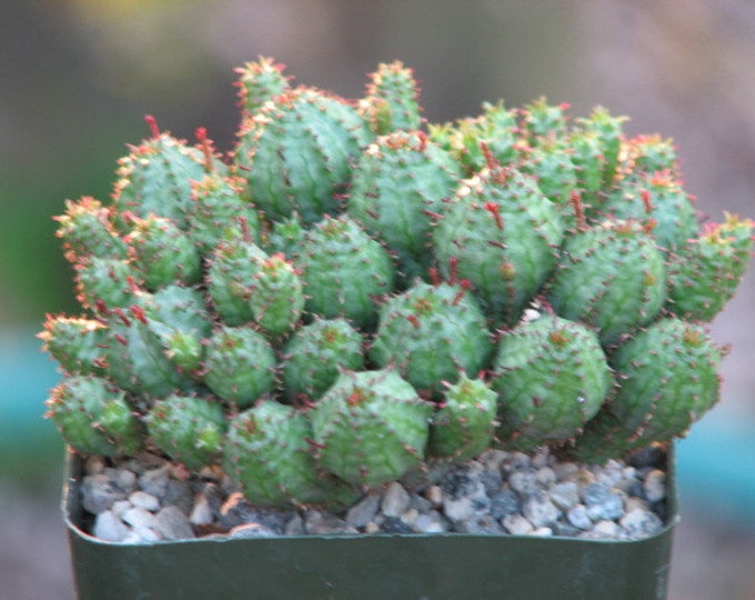 Euphorbia Monstrose Succulent Plant