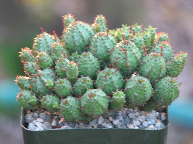 Euphorbia Monstrose New Crop Succulent Plant image 1