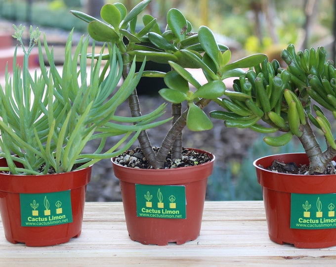 Crassula - Seneccio Trio Succulent Plants