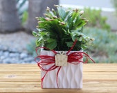 Blooming Christmas Cactus White Ceramic Container decorated