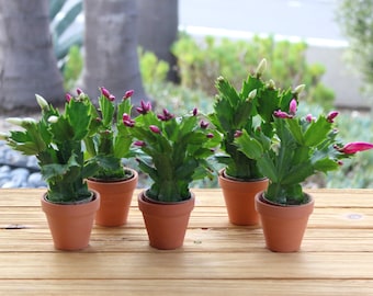 Christmas Cactus Plants 2.5" terracotta pots,  holiday gift, Schlumbergera Bridgesii plant, Free Shipping Nov 12