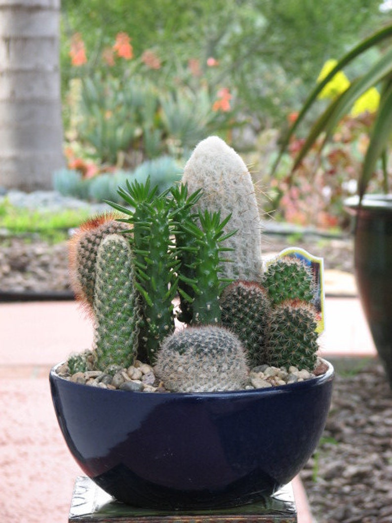 Desert Cactus Dish Garden 10 inch Ceramic Pot Etsy