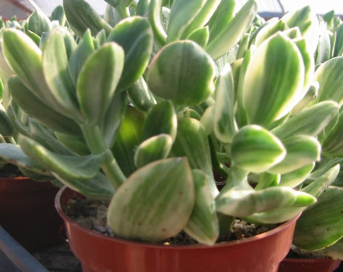Crassula Argenta Variegata Succulent Plant