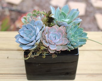Succulent Arrangement, Live Succulents in Ceramic Black  4x4 Planter, Holiday Gift, Tabletop Décor, Housewarming Gift, Birthday Gift