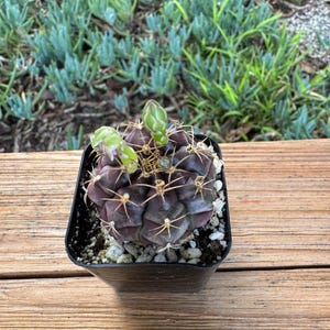 Gymnocalycium Rotolundulum mini Cactus Plant