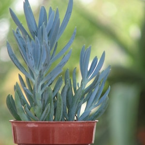 Seneccio Mandraliscae  Blue Succulent Plant