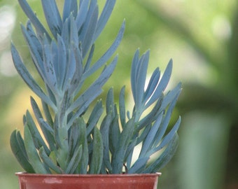 Seneccio Mandraliscae  Blue Succulent Plant