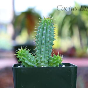 Hoodia Gordonii Succulent Plant