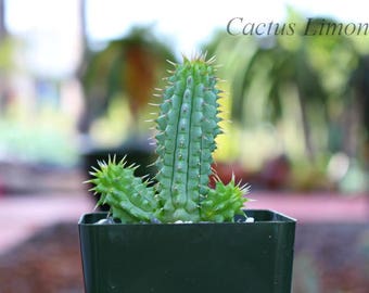 Hoodia Gordonii Succulent Plant