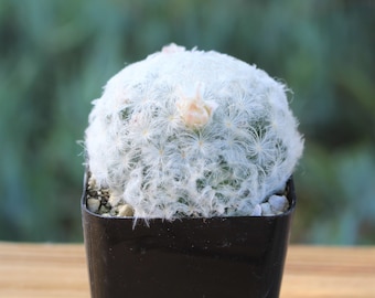 Mammillaria Plumosa Cactus Plant