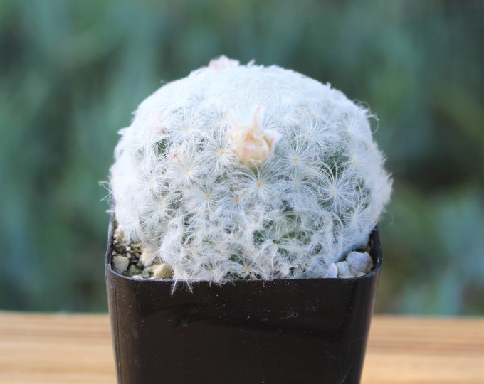 Mammillaria Plumosa Cactus Plant