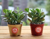 Two Lunar Happy New Year Two Money Plant According to Feng Shui it brings good luck, wealth, prosperity, and good fortune