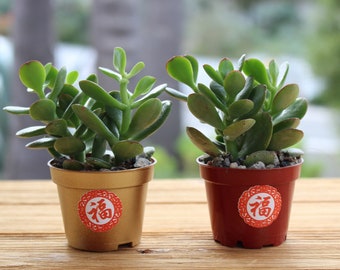 Two Lunar Happy New Year Two Money Plant According to Feng Shui it brings good luck, wealth, prosperity, and good fortune