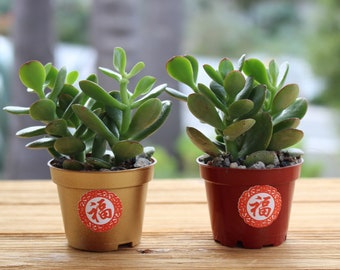 Two Jade Plants, Crassula Succulent, Feng Shui Good Luck Charm