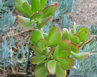 Crassula Jade Succulent Plant