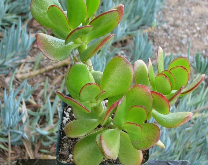 Crassula Jade Succulent Plant
