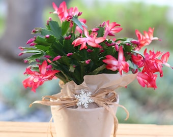 Premium Christmas Cactus Plant Red Blooms Schlumbergera Derenbergii Free Shipping Nov 12