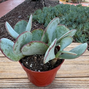 Crassula Arborescense Silver Dollar Succulent Plant