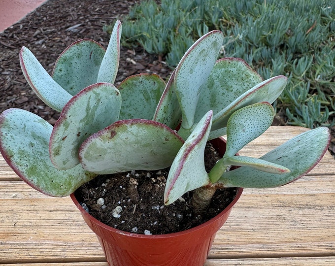 Crassula Arborescense Silver Dollar Succulent Plant