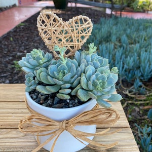 Succulent rosette cluster  potted in white cylinder, valentine gift plant, free shipping